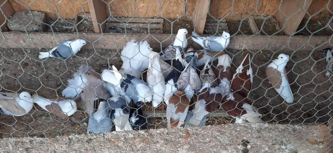 Casa Pintea De Sub Coasta Alloggio in famiglia *